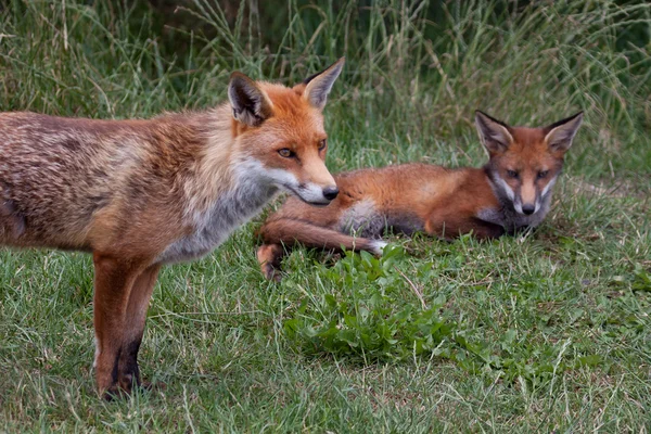 Two foxes — Stock Photo, Image