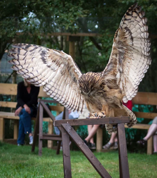 Uhu (Bubo bubo)) — Stockfoto