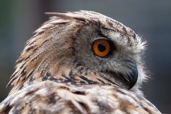 Eurasijská sova (Bubo bubo) — Stock fotografie