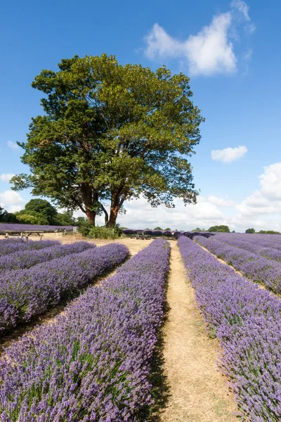 Two trees in a field of Lavender — Stock Photo, Image