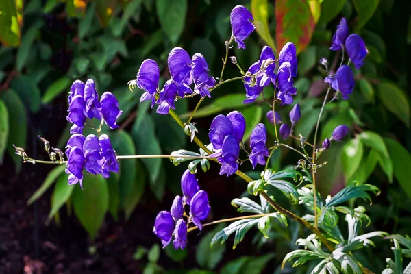 Flores em exibição no Alnwick Garden — Fotografia de Stock