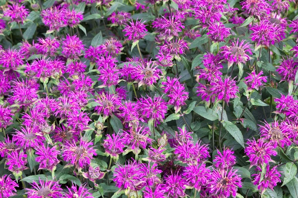 Flowers on display at The Alnwick Garden — Stock Photo, Image