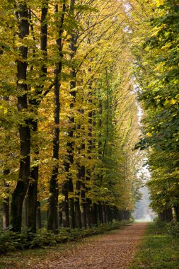 Avenue elm ağaçları parco di monza İtalya Güz