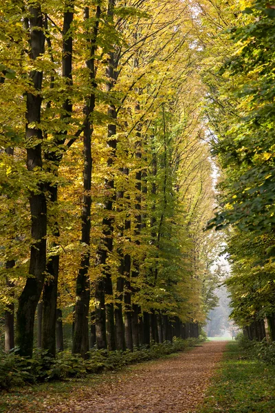Viale degli Olmi nel Parco di Monza in autunno — Foto Stock