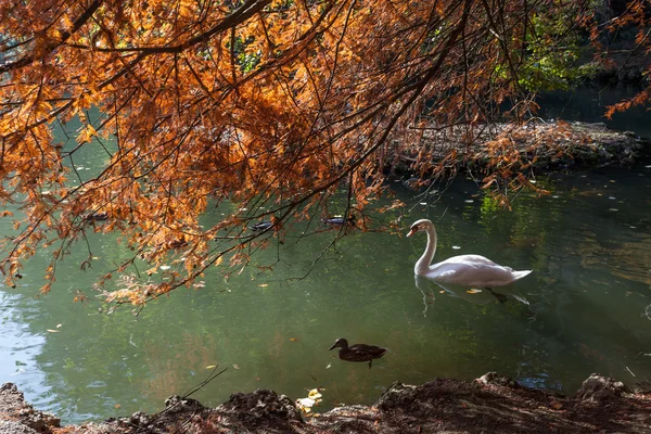 Cena de outono no lago em Parco di Monza Itália — Fotografia de Stock