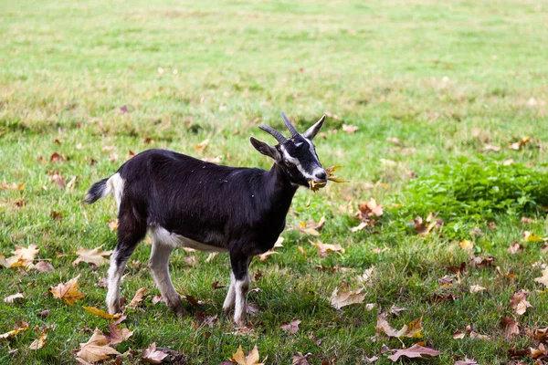Cabra em um campo de fazenda em Parco di Monza Itália — Fotografia de Stock