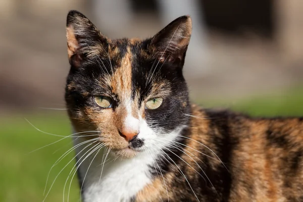 Close-up head shoulders tortoiseshell female cat — Stock Photo, Image