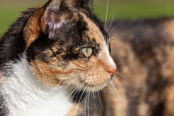 Close-up head shoulders tortoiseshell female cat — Stock Photo, Image