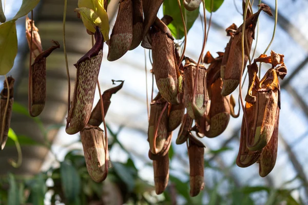 투 수 식물 — 스톡 사진