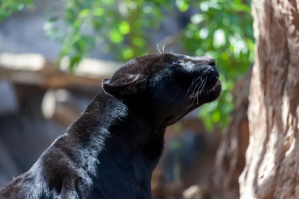Siyah jaguar — Stok fotoğraf