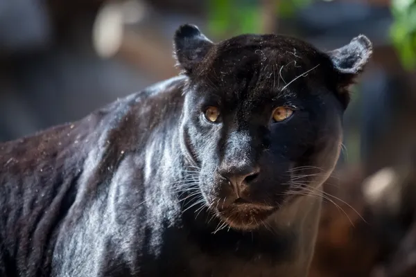 Schwarzer Jaguar — Stockfoto