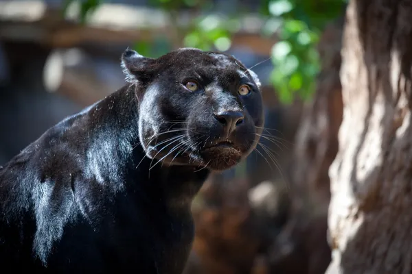 Schwarzer Jaguar — Stockfoto