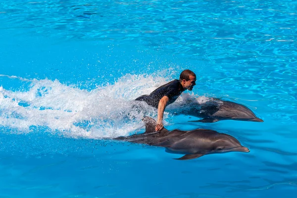 Spectacle de dauphins — Photo