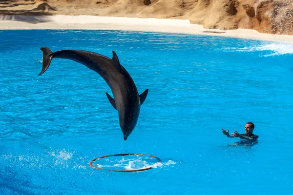 Dolphin show at Loro Parque — Stock Photo, Image