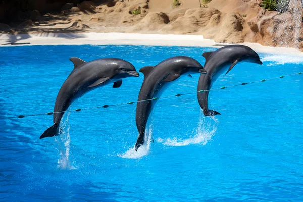 Dolphin show at Loro Parque — Stock Photo, Image