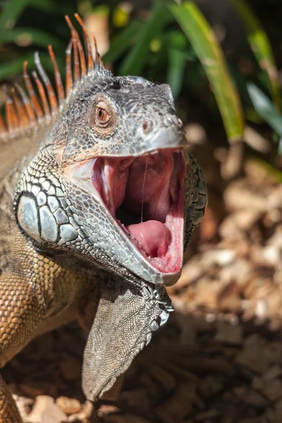 Iguana with mouth open — Stock Photo, Image
