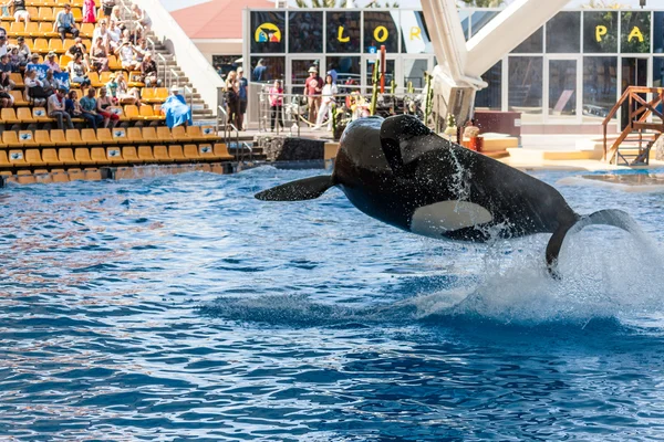 Killer whale making a splash — Stock Photo, Image