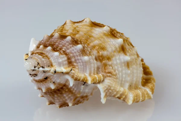 Seashell close-up — Stock Photo, Image