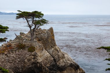 Carmel kıyısındaki Monterey Cypress Ağacı