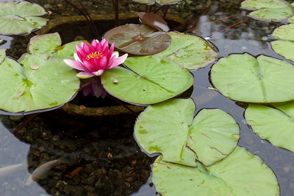 Lirio de agua (Nymphaeaceae ) — Foto de Stock