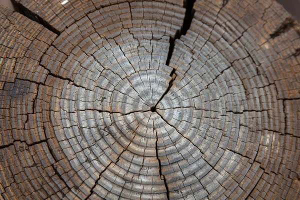 Close-up uitgedroogd en gebarsten boomstam — Stockfoto