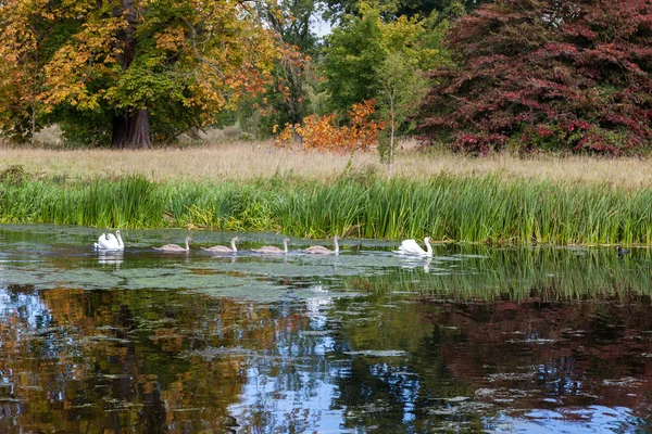 Família de cisnes em movimento — Fotografia de Stock