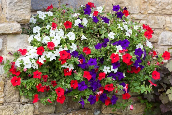 Floral display of multicoloured Petunias — Stock Photo, Image