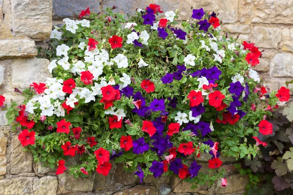 Exhibición floral de Petunias multicolores —  Fotos de Stock