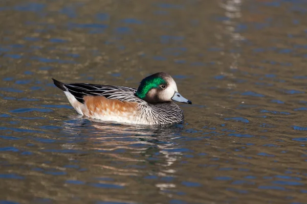 奇洛埃 wigeon （阿纳斯 sibilatrix) — 图库照片