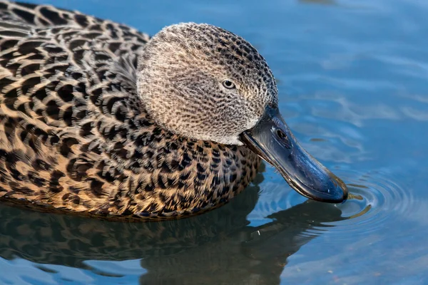 Cape Shoveler (anas smithii) — Stok fotoğraf