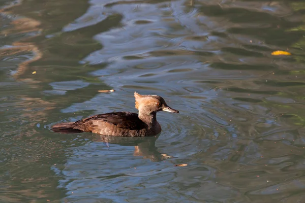 Hooded merganser (lophodytes cucullatus) .cr2 — Stockfoto