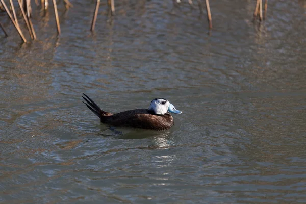 AK başlı ördek (oxyura leucocephala) — Stok fotoğraf