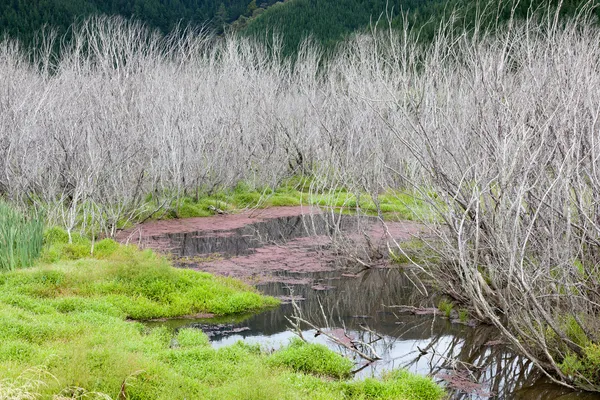 紅藻と枯死木パラ湿地 — ストック写真