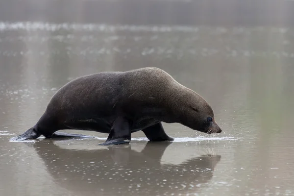 Phoque à fourrure de Nouvelle-Zélande (Arctocephalus forsteri)) — Photo