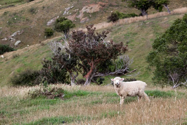 Πρόβατα στη χερσόνησο otago — Φωτογραφία Αρχείου