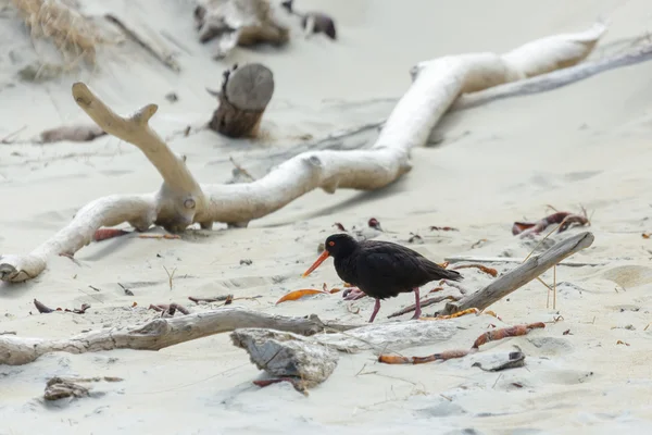 可变蛎鹬 （haematopus 兰州百合) — 图库照片