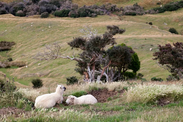 Ovelhas na Península de Otago — Fotografia de Stock