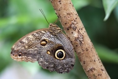 baykuş kelebek (caligo memnon) .jpg