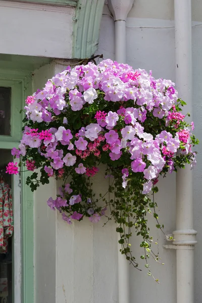 Beautiful hanging basket in a Dartmouth street — Stock Photo, Image