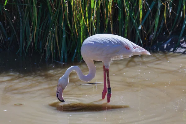 Große Flamingos (phoenicopterus roseus)) — Stockfoto