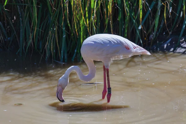 Большой фламинго (Phoenicopterus roseus ) — стоковое фото