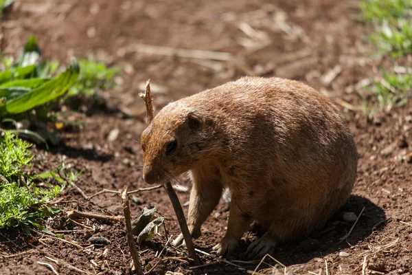 Prairie dog (onder) — Stockfoto