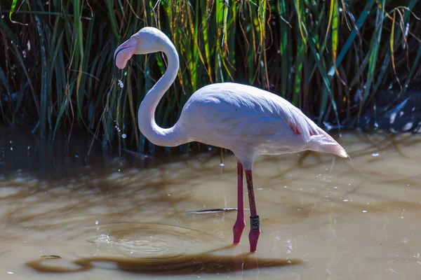 Greater Flamingo (phoenicopterus roseus) — Stock Photo, Image
