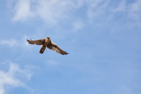 Saker Falcon (Falco cherrug) en vuelo —  Fotos de Stock