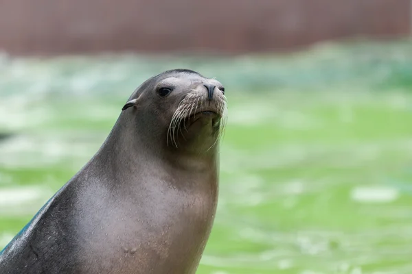 Leão do Mar da Califórnia (zalaphus californianus ) — Fotografia de Stock