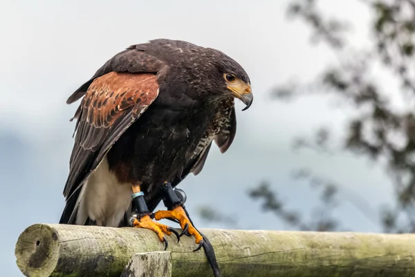 Harris Hawk (Parabuteo unicinctus) — Stock Photo, Image