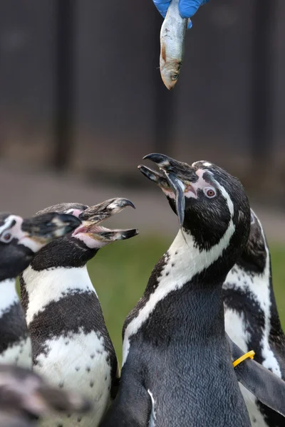 Pinguim-de-humboldt (Spheniscus humboldti) — Fotografia de Stock
