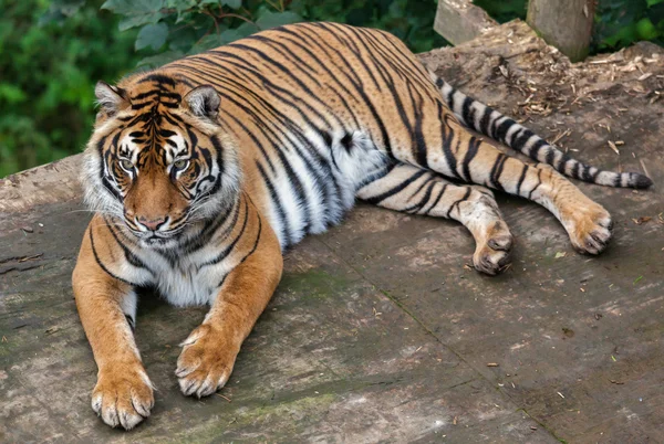 Sumatranský tygr (Panthera tigris sumatrae) — Stock fotografie