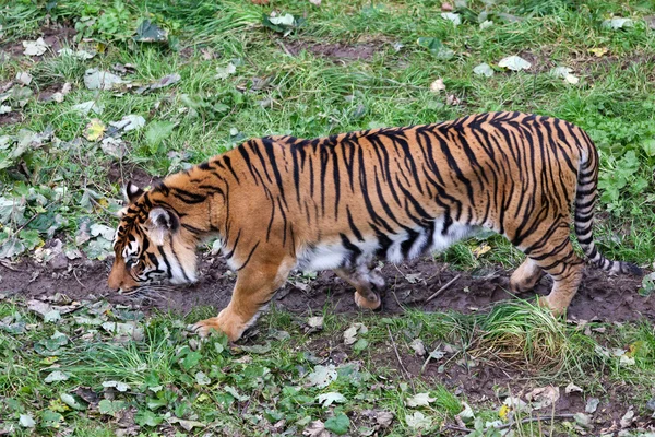 Sumatranský tygr (Panthera tigris sumatrae) — Stock fotografie