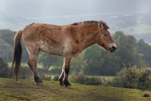 Przewalskis häst (equus ferus) — Stockfoto